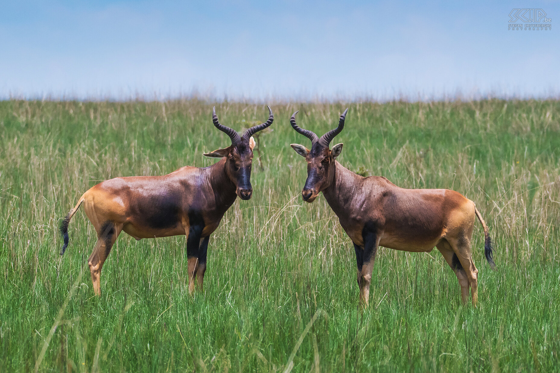 Senkele - Swayne's hartebeests It is estimated that there are only 600 to 800 animals from the Swayne's hartebeest. It is one of the large antelope species in Africa. Stefan Cruysberghs